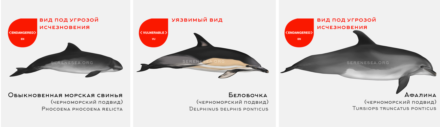 Виды дельфинов в черном море